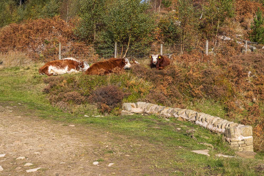Cows Cows